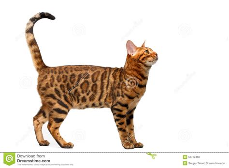 Check out our the cat returns selection for the very best in unique or custom, handmade pieces from our shops. Bengal Cat Standing On White Stock Photo - Image of tail ...