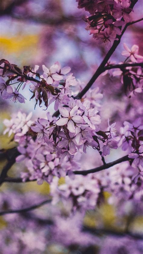 Flower Pink Blue Nature Bokeh Tree Spring Iphone Wallpapers Free Download