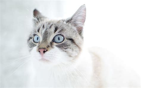 Silver Tabby Cat Cat Face Blue Eyes Surprise Hd Wallpaper