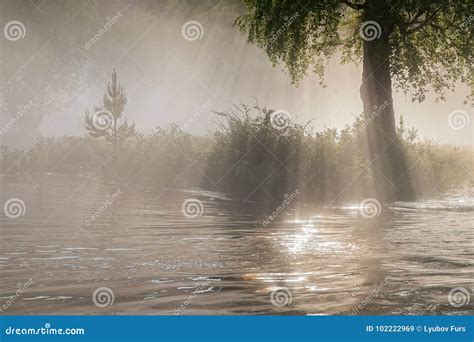 Sun Rays In A Fog Over A River In A Wild Forest Stock Image Image Of