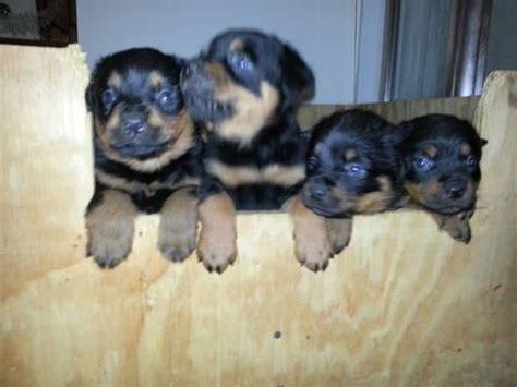 Loyal, loving, confident rottweiler puppies. German Rottweiler Puppies for Sale in Corbin, Kentucky Classified | AmericanListed.com