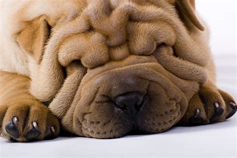 Dogs With Folds And Wrinkles Often Develop Skin Conditions Such As Fold