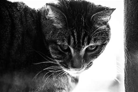 Cat Stalking Photograph By Dean Bernard Pixels