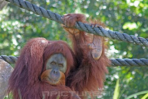 Orangutan The Orangutans Are Two Endangered Species Of Gre Flickr