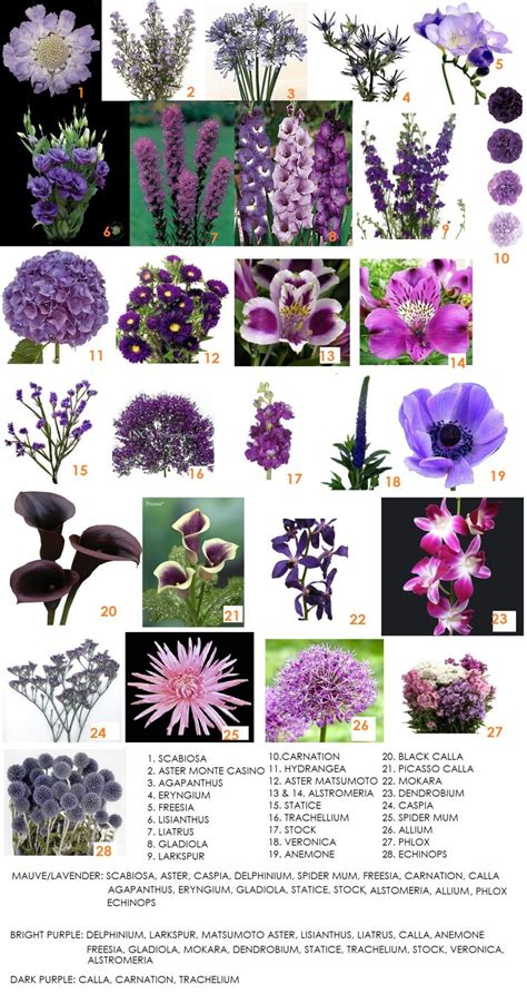 Purple Flowers Names With Pictures Icon