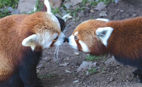 Okc Zoo Hosts Live Red Panda Cam Online Now Through February 28