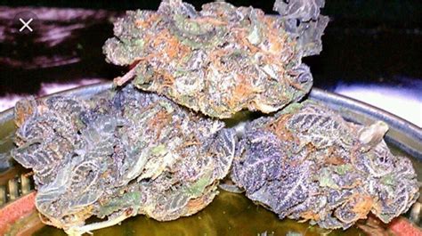 Purple Ice Weed Strain Information Leafly