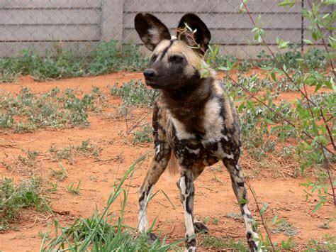 African Wild Dog Free Stock Photo Public Domain Pictures