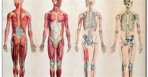 √√ Human Anatomy And Physiology ONLINE COURSE Free - Best Education ...