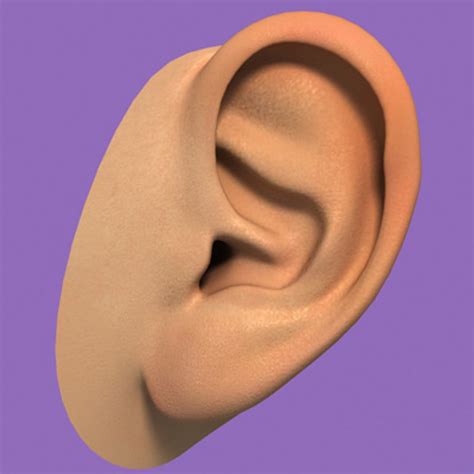 Realistic Ear 3d Model