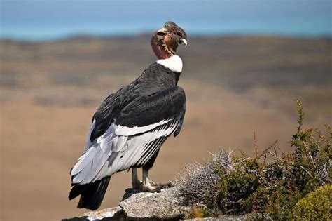 Condor in Tierra del Fuego, Patagonia, Chile