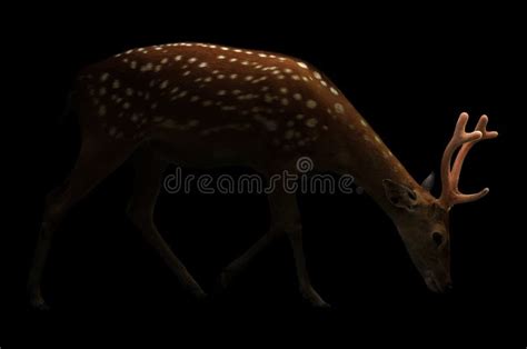 Sika Deer In The Dark Stock Image Image Of Nigth Deer 76308207
