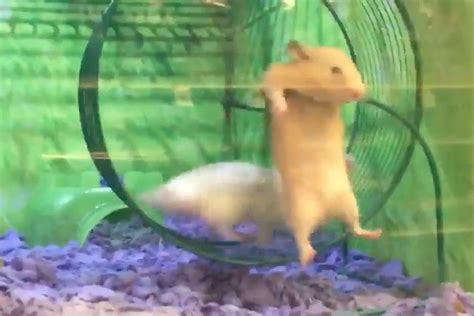 Watch Unlucky Hamster Gets Stuck On Side Of Running Wheel