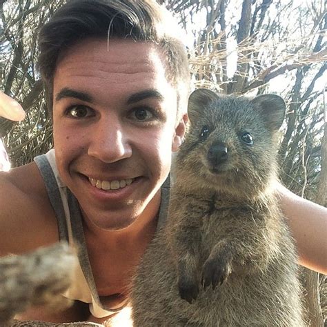 Rabbits are pests in australia, so bunnies make way for native animals like bilbies around easter. 「Finally part of the latest of crazes, the Quokka Selfie ...