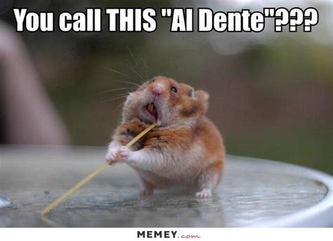 43 Most Funniest Hamster Memes S Images And Graphics Picsmine