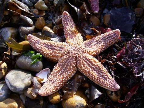 Free Starfish Sand Beach Photos And Pictures Freeimages
