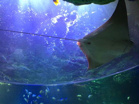 A Geek Daddy Sea Life In Michigan Metro Detroits New Aquarium
