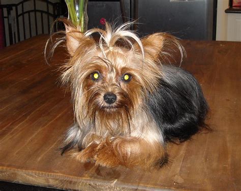 Yorkiepuppyavailable