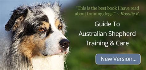 Australian shepherds are not for everyone. DIY Dog Agility Equipment | Australian shepherd training ...