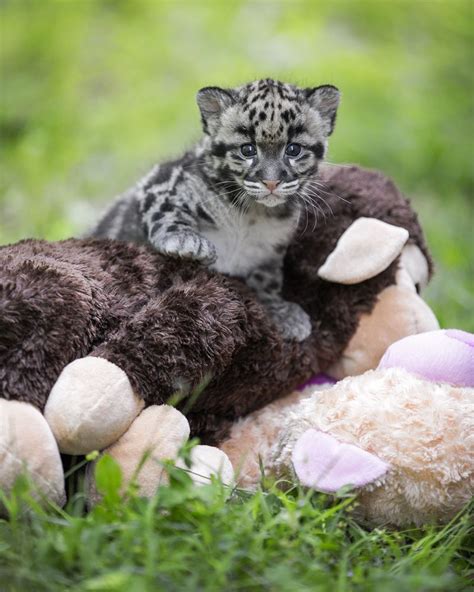 Zooborns Clouded Leopard Baby Animals Cute Animals
