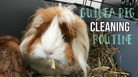 Guinea Pig CLEANING ROUTINE YouTube