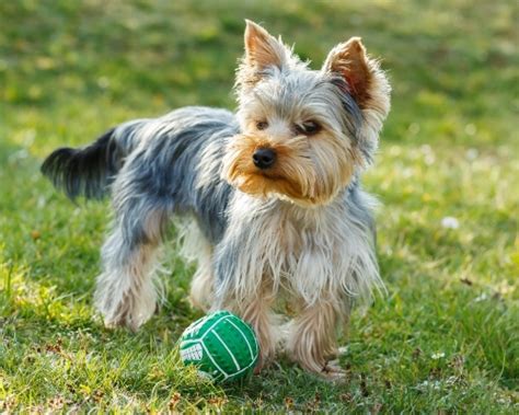 These dogs may be the healthiest. Top 5 Best Dog Foods For Yorkies 2017 Buyer's Guide