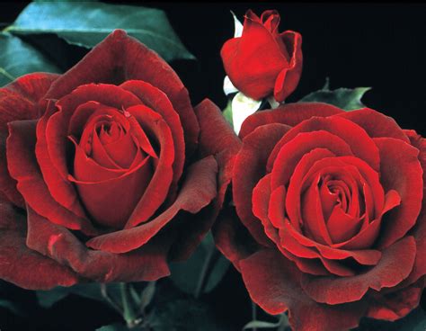 Mister Lincoln Star® Roses And Plants