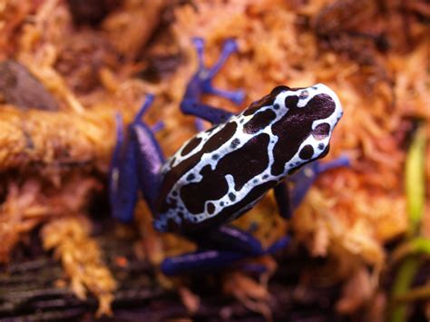 Poison Dart Frog Care Sheet And Information Amphibian Care