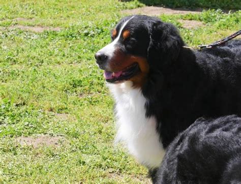 Short Haired Bernese Mountain Dog Stock Photos Pictures And Royalty Free