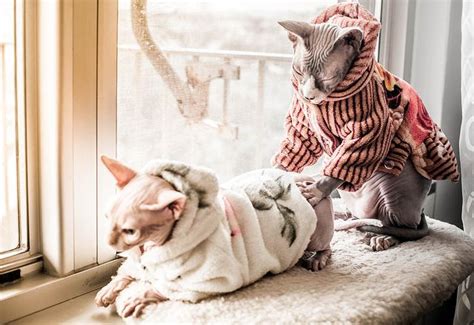 Formerly Naked Cats Now In Sweaters By Zinchik Via Flickr Naked