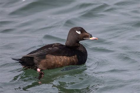 20 Species Of Ducks In Alaska The Land Of Waterfowl