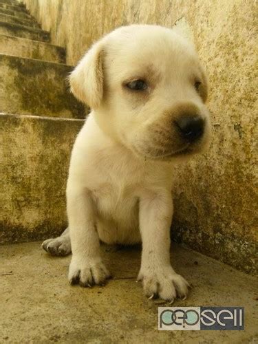 Deposits will only be refunded if heatherdowns labradors is unable to produce your choice of color and gender. Labrador puppy for sale in attingal, Trivandrum | Attingal ...