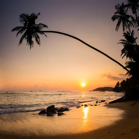 Mirissa Palm Tree At Sunset On Tropical Mirissa Beach South Coast Of