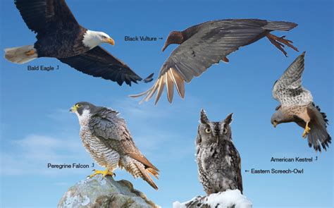Hudson Valley Birds Visitvortex Magazine Articles