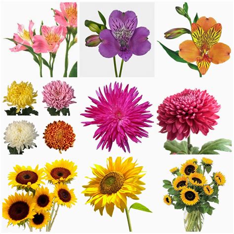 Names of important flowers | Supermarket flowers, Dried flowers, Flowers