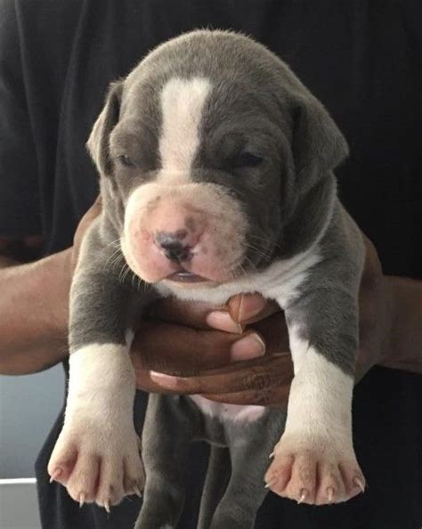 Our pitbull puppies for sale come from foundation bloodlines. PitBull Puppies For Sale Blue Champagne WATERTOWN NEW YORK Pets For Sale Classified Ads ...