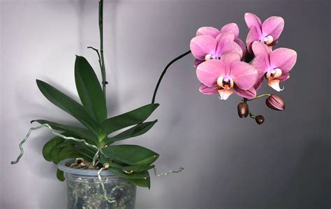 Phalaenopsis Orchid Growing