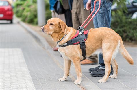 Definition, rechtschreibung, synonyme und grammatik von 'blindenhund' auf duden online nachschlagen. Blindenhund Hilft Einem Blinden Mann Stockbild - Bild von ...