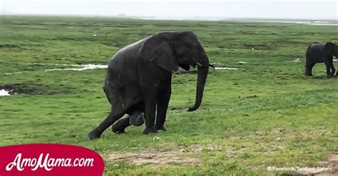 Elephant Gave Birth In The Middle Of A Safari The Incredible Moment