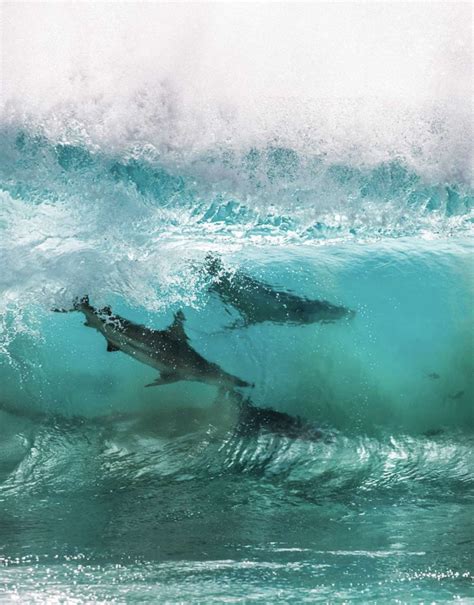 Guy Captures Incredible Photos Of Sharks Surfing In Waves Capture