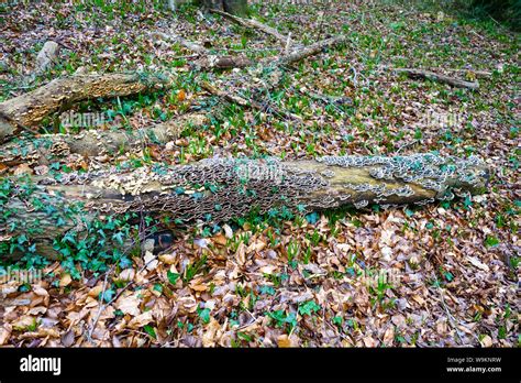 Fungus Or Fungi Growing On A Dead Tree Trunk Stock Photo Alamy