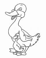 Duck Coloring Ducks Ducky Lucky Kleurplaten Eenden Baby Coloring2print sketch template