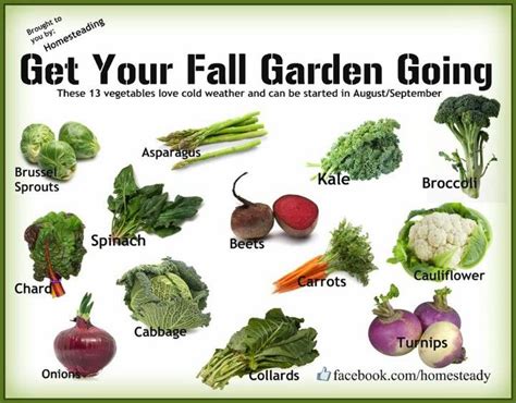 Want To Do A Fall Garden Here Are 13 Vegetables That Love The Colder