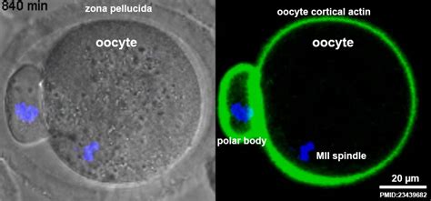 Meiosis ii is known as equational division, as the cells begin as haploid cells and end as haploid cells. Oocyte Meiosis Movie 1 - Embryology