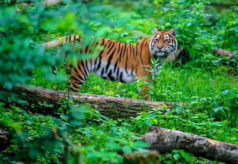 Tigers Still Have Enough Habitat To Bounce Back