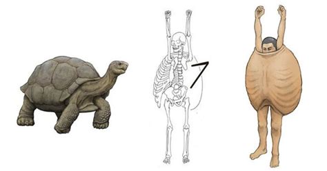 Pelvic Bone Anatomy In Animal Human Anatomy