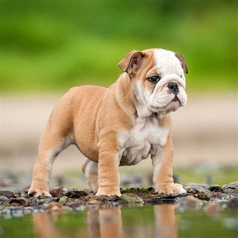 Considering financing your french or english bulldog puppy? Florida English Bulldog Puppies For Sale From Top Breeders
