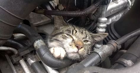 Kitten Survives 20 Mile A55 Journey Stuck In Car Engine North Wales Live