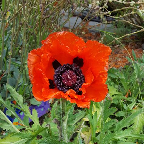 Papaver Somniferum Giganteum Giant Opium Poppy In Gardentags Plant