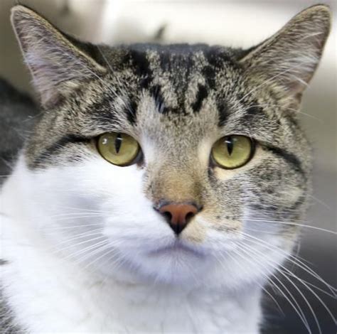 Tabby cat names for your cute kitten, popular cat names for your tabby cats, page 1. Hi, I'm Astro! I'm an adult neutered male brown tabby and ...